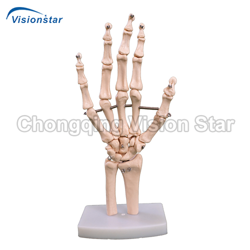 AJM114 Life-Size Hand Joint