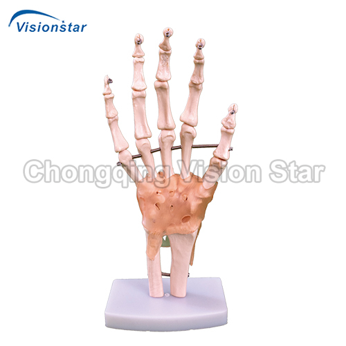 AJM114A Life-Size Hand Joint with Ligaments