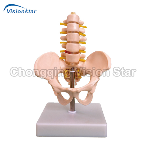 APE115A Half-Size Pelvis with 5pcs Lumbar  Vertebrae