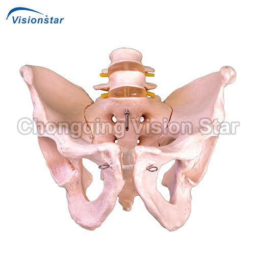 APE128 Life-Size Pelvis with 2pcs Lumbar Vertebrae