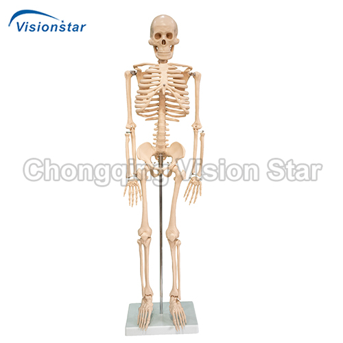 ASK102 85CM Skeleton