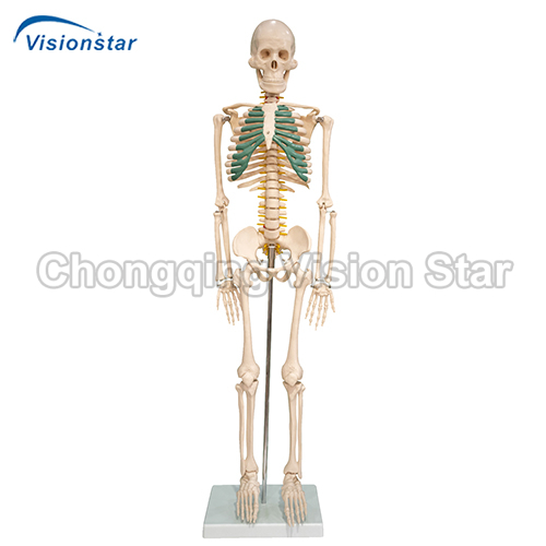 ASK102A 85CM Skeleton with Spinal Nerves