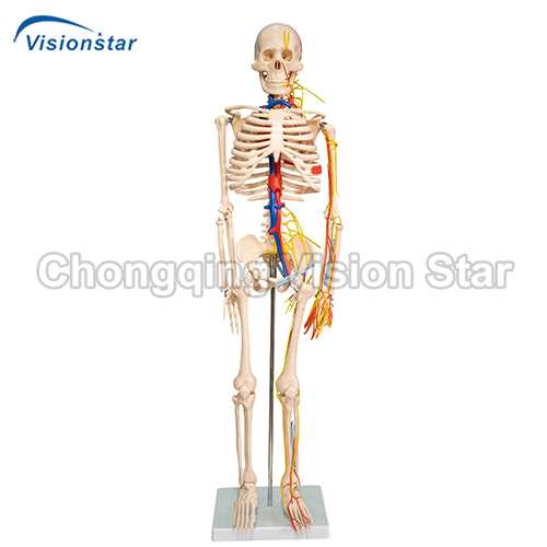 ASK102B 85CM Skeleton with Nerves and Blood Vessels
