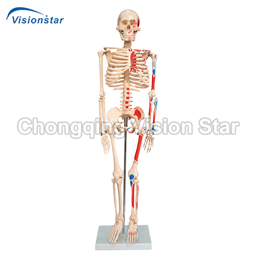 ASK102C 85CM Skeleton with Painted Muscles