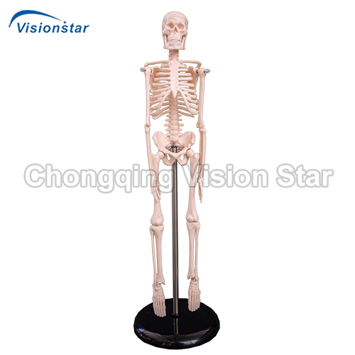 ASK103 45CM Mini Skeleton