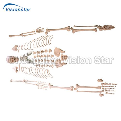 ASK130 Disarticulated Skeleton with Skull