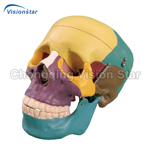 ASU104C Life-Size Skull with Colored Bones