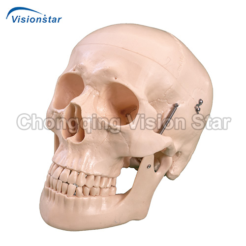 ASU104D Deluxe Life-Size Skull Style D