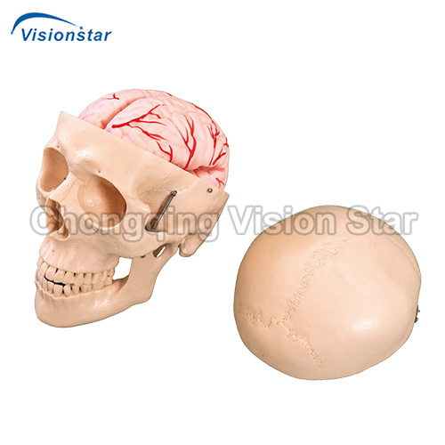 ASU104E Skull Model with 8 Parts Brain