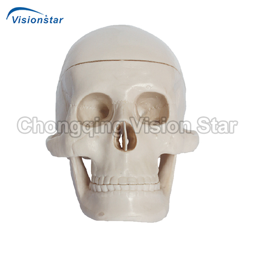 ASU106 Miniature Plastic Skull