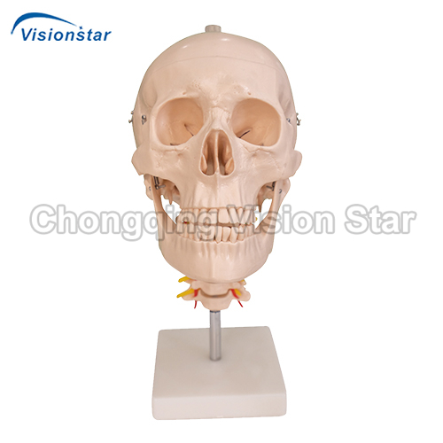 ASU135 Skull with Cervical Spine