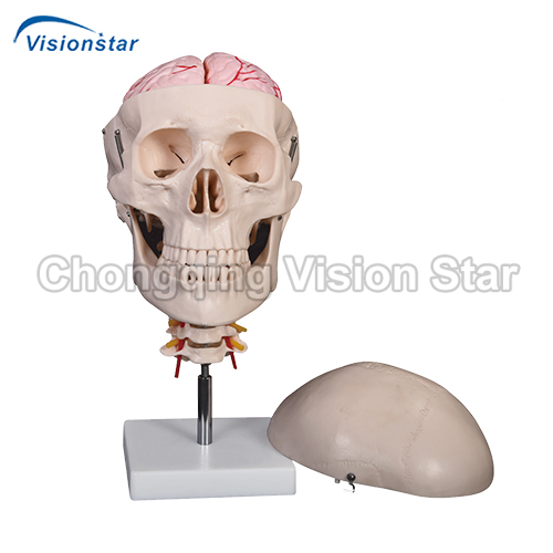 ASU135E Skull with 8 parts Brain and Cervical Spine