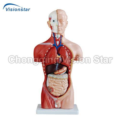 ATO202A 42CM Male Torso 13 Parts