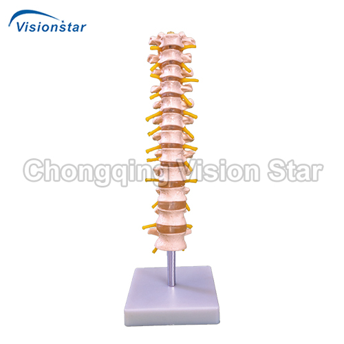 ATS120 Thoracic Spinal Column