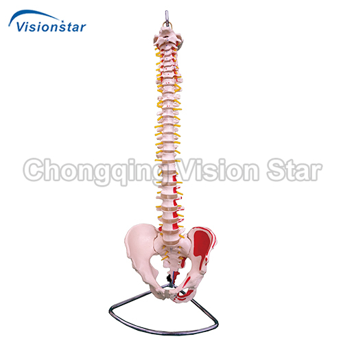 AVC105A Vertebral Column with Pelvis and Painted Muscles