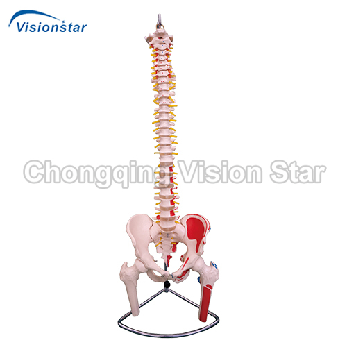 AVC126A Vertebral Column with Pelvis and Femur Heads and Painted Muscles