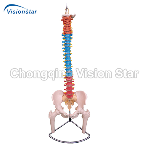 AVC126C Didactic Vertebral Column with Pelvis and Femur Heads