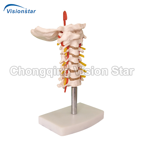 AVC133 Cervical Vertebral Column with Neck Artery