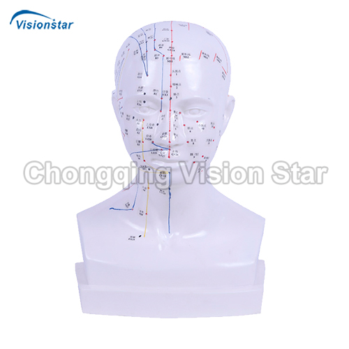 AAC507 Head Acupuncture Model
