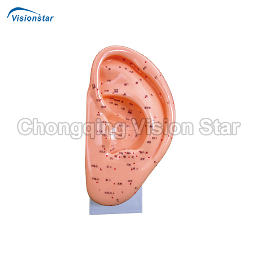 AAC508A Ear Acupuncture Model 22CM