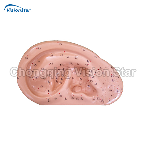 AAC508D Ear Acupuncture Model 40CM