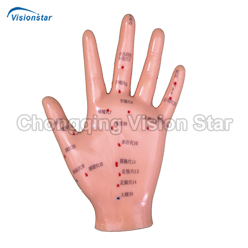 AAC509 Hand Acupuncture Model 13CM