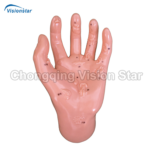 AAC511 Hand Model Illustrating Organs on the Points