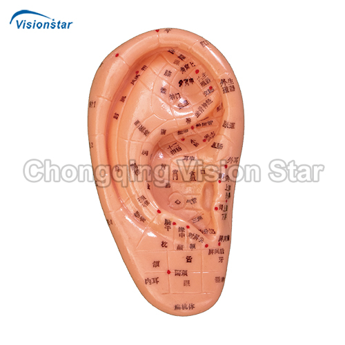 AAC514B Massage Ear Model 12CM