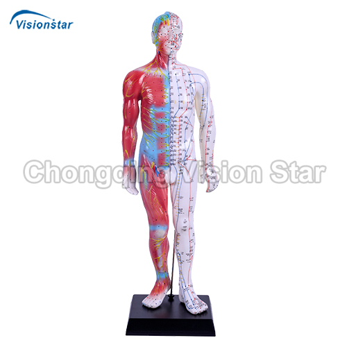 AAC517A Acupuncture & Muscle Model 55CM Male