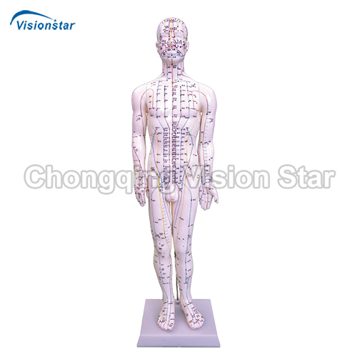 AAC518A Acupuncture & Muscle Model 60CM Male 
