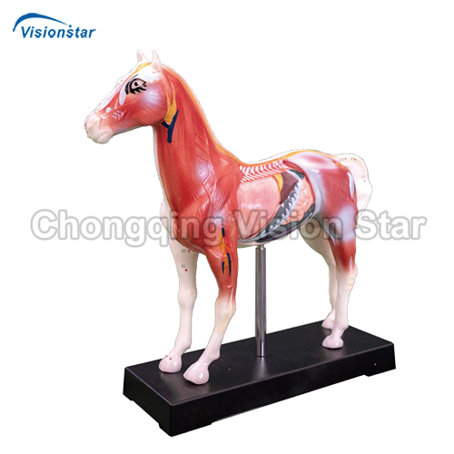 AAC602 Horse Acupuncture Model