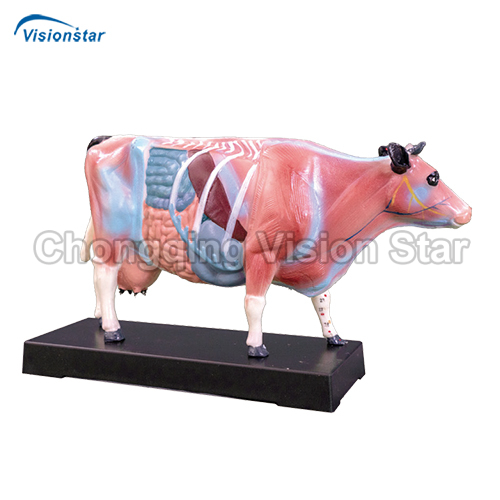 AAC603 Cattle Acupuncture Model