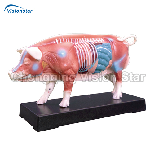 AAC604 Pig Acupuncture Model