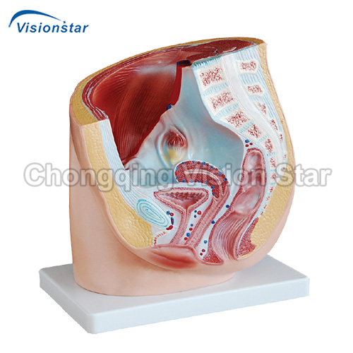 AAM332A Human Female Pelvis Section (1 Part)