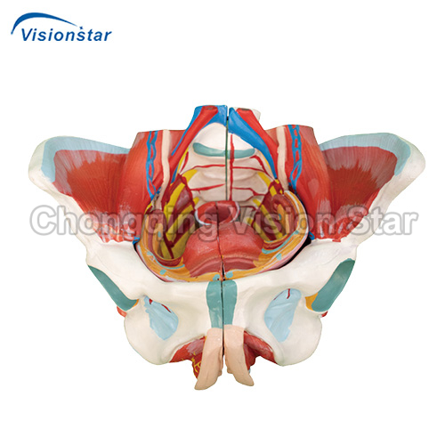 AAM332D Female Pelvis Model