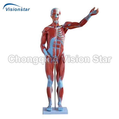 AAM334 80CM Human Muscle Model Male (27 Parts)