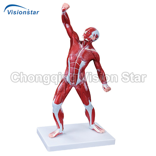 AAM335 50CM Human Muscle Model Male (1 Part)