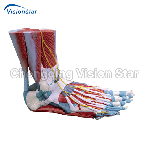 AAM338 Life Size Human Muscle Foot Model (7 Parts)