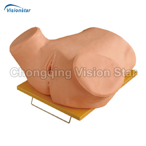 AMT480 Vaginal Puncture Test Model