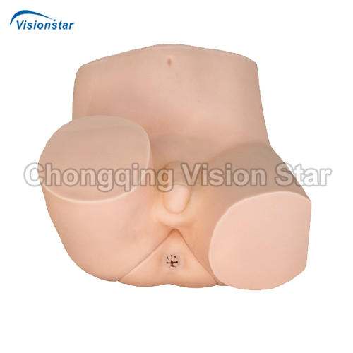 AMT 492 Rectal Examination Model